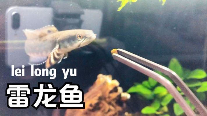 雷龍魚商家發(fā)過來用藥水泡過的（如何判斷雷龍魚是否用藥水泡過）