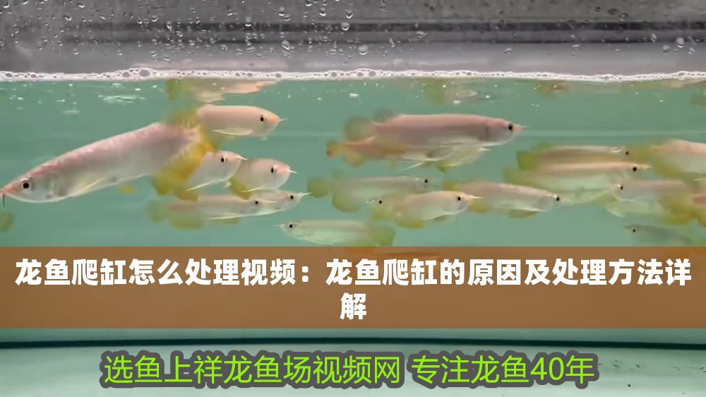 龍魚爬缸怎么處理視頻：龍魚爬缸的原因及處理方法詳解 龍魚爬缸怎么處理視頻：龍魚爬缸的原因及處理方法詳解 龍魚百科 第1張