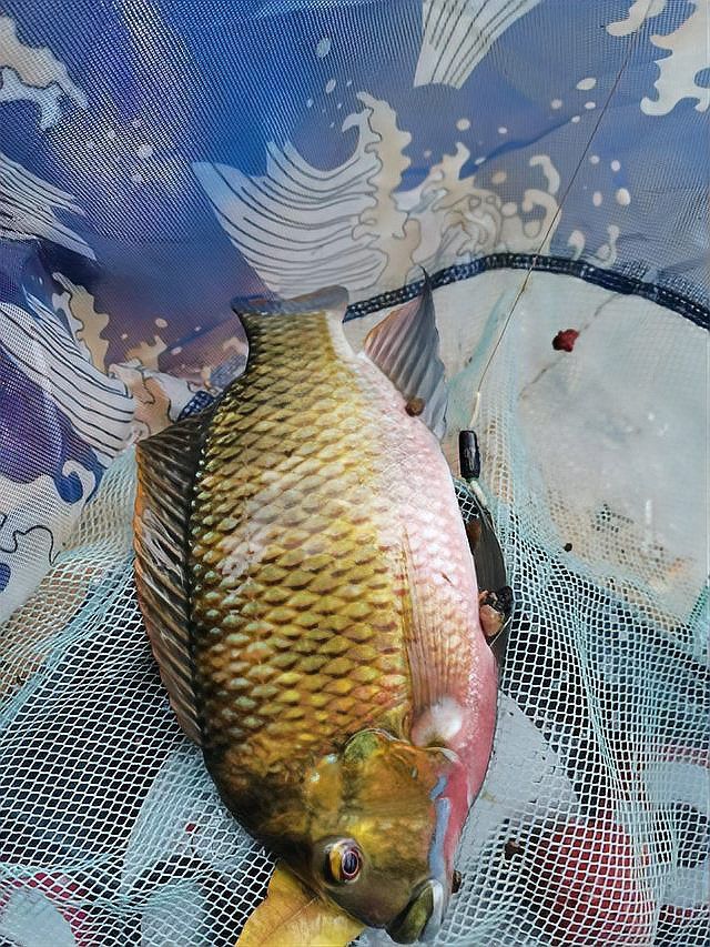 云南雷龍魚哪里抓的多