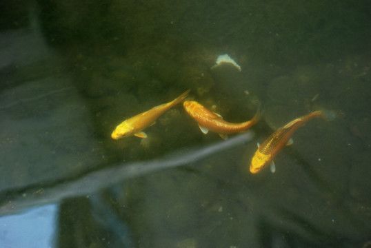 金龍魚用什么水養殖：關于金龍魚養殖水體的具體要求