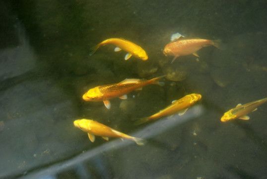 金龍魚用什么水養殖：關于金龍魚養殖水體的具體要求