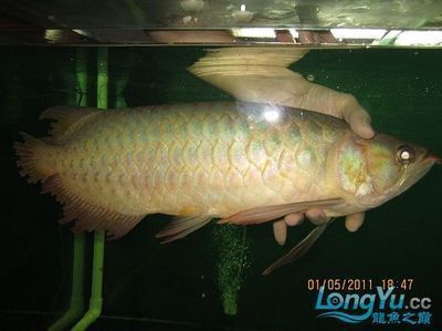 龍魚治療外寄需要停食嗎多久恢復：龍魚外寄治療的最佳時機