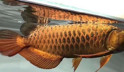 龍魚立鱗病怎么治最快最有效的方法（龍魚立鱗病治療后護理要點，）
