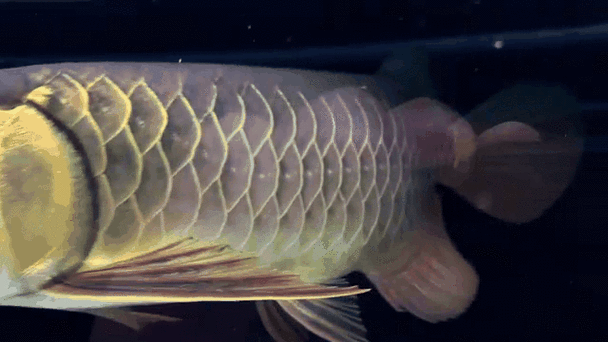 還有哪些金龍魚拍賣記錄？