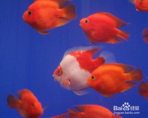 龍魚入缸可以開燈嗎視頻：龍魚入缸可以開燈嗎？燈光對龍魚適應新環境的影響