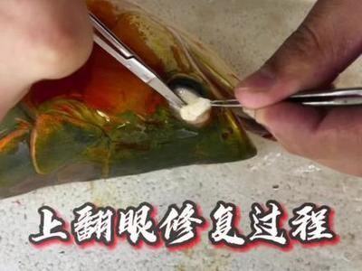 紅細胞龍魚多少錢一條【紅細胞龍魚多少錢一條(紅細胞龍魚多少錢一條過背金龍魚】 紅細胞龍魚多少錢一條【紅細胞龍魚多少錢一條(紅細胞龍魚多少錢一條過背金龍魚】 龍魚百科 第3張
