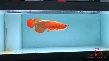紅細胞龍魚多少錢一條【紅細胞龍魚多少錢一條(紅細胞龍魚多少錢一條過背金龍魚】 紅細胞龍魚多少錢一條【紅細胞龍魚多少錢一條(紅細胞龍魚多少錢一條過背金龍魚】 龍魚百科 第1張