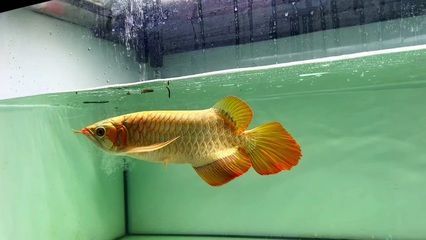 紅細胞龍魚多少錢一條【紅細胞龍魚多少錢一條(紅細胞龍魚多少錢一條過背金龍魚】 紅細胞龍魚多少錢一條【紅細胞龍魚多少錢一條(紅細胞龍魚多少錢一條過背金龍魚】 龍魚百科 第2張