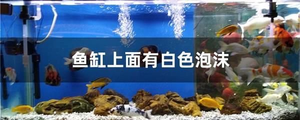怎樣使魚缸里面的水變清