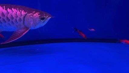紅龍魚銀龍魚混養換水放多少鹽