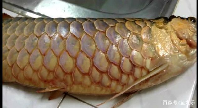 龍魚(yú)尾巴充血原因有哪些呢視頻：龍魚(yú)尾巴充血可能由多種因素引起