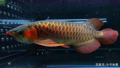 鸚鵡魚銀龍和什么魚能混養嗎：鸚鵡魚和銀龍魚可以與其他魚類混養的魚類混養嗎