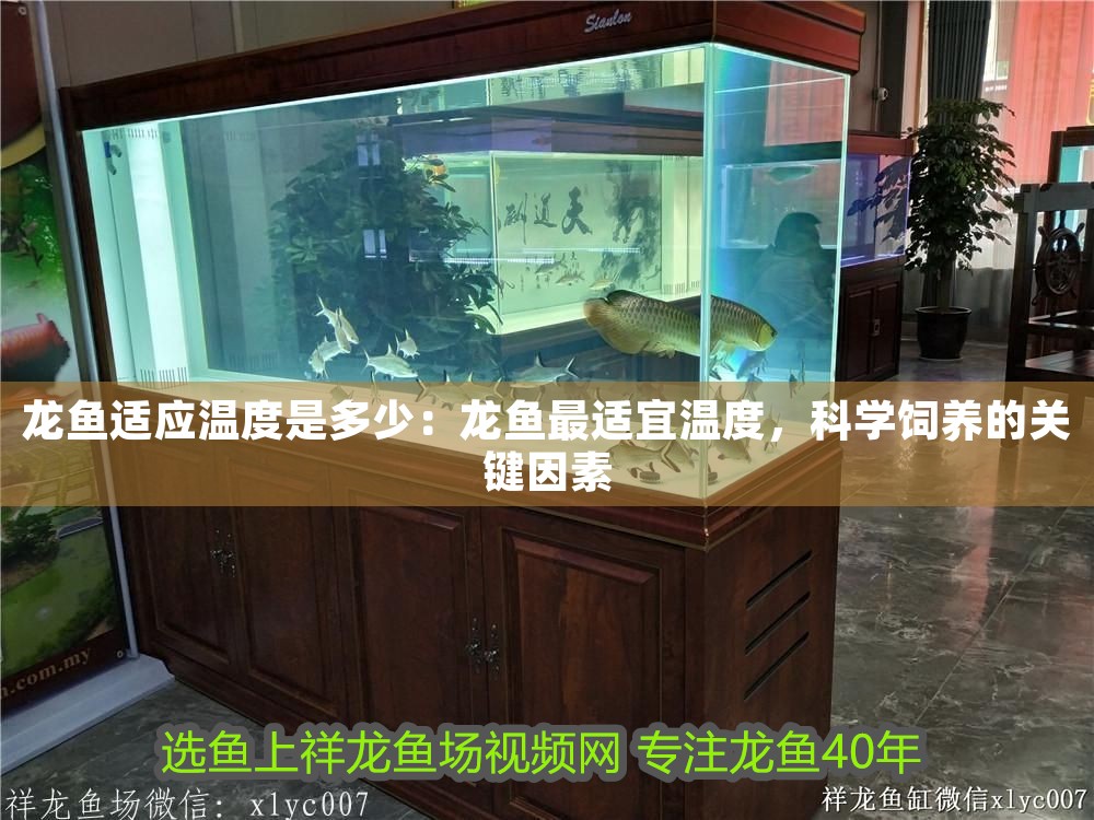 龍魚適應溫度是多少：龍魚最適宜溫度，科學飼養的關鍵因素