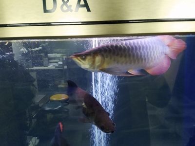 紅龍魚頭上有黑點怎么治療紅龍魚頭上的黑點怎么治：紅龍魚頭上有黑點怎么治療 紅龍魚頭上有黑點怎么治療紅龍魚頭上的黑點怎么治：紅龍魚頭上有黑點怎么治療 龍魚百科 第1張
