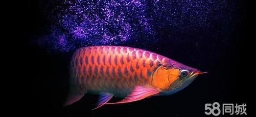 紅龍魚頭上有黑點怎么治療紅龍魚頭上的黑點怎么治：紅龍魚頭上有黑點怎么治療 紅龍魚頭上有黑點怎么治療紅龍魚頭上的黑點怎么治：紅龍魚頭上有黑點怎么治療 龍魚百科 第3張