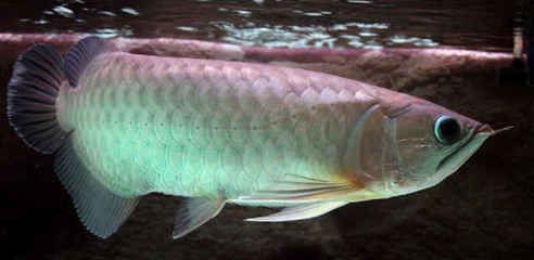 龍魚的藥可以給其他魚用嗎：龍魚專用藥物成分解析