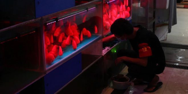 龍魚比賽準備流程：龍魚比賽準備工作