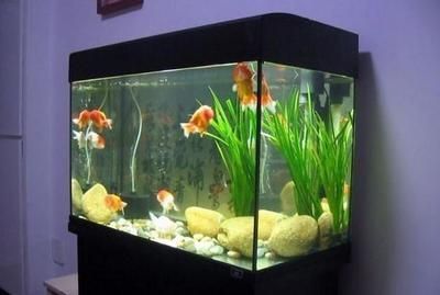 龍魚不游動 在魚缸一角【龍魚不游動在魚缸一角】 龍魚不游動 在魚缸一角【龍魚不游動在魚缸一角】 龍魚百科 第4張