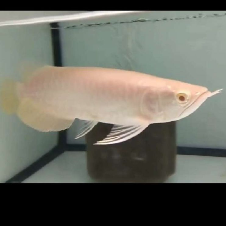 龍魚潛水燈的優(yōu)缺點(diǎn)，影響龍魚發(fā)色