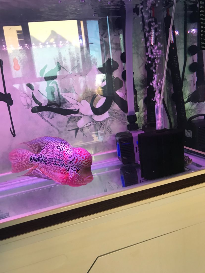 龍魚潛水燈的優(yōu)缺點(diǎn)，影響龍魚發(fā)色