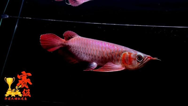 金龍魚咬人怎么辦