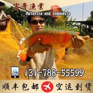 印尼綠皮辣椒紅龍魚飼料選擇：印尼綠皮辣椒紅龍魚的飼料選擇
