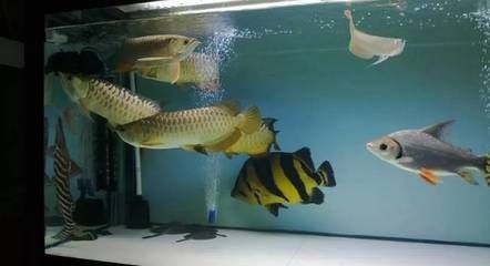 龍魚老打架？試試以下幾個(gè)方法或許可以改善：龍魚打架的八個(gè)方法或許可以改善龍魚打架的情況