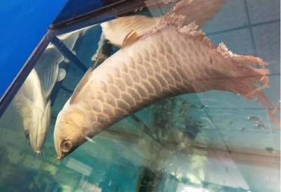 龍魚老打架？試試以下幾個(gè)方法或許可以改善：龍魚打架的八個(gè)方法或許可以改善龍魚打架的情況