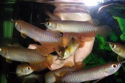 龍魚老打架？試試以下幾個(gè)方法或許可以改善：龍魚打架的八個(gè)方法或許可以改善龍魚打架的情況