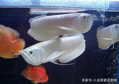 銀龍魚幼魚水溫控制技巧：控制銀龍魚幼魚水溫的技巧和方法 銀龍魚幼魚水溫控制技巧：控制銀龍魚幼魚水溫的技巧和方法 龍魚百科 第3張