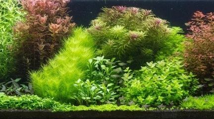 水缸改魚缸教程（水缸改魚缸改造成魚缸是一種常見的做法，水缸改造教程） 水缸改魚缸教程（水缸改魚缸改造成魚缸是一種常見的做法，水缸改造教程） 龍魚百科 第2張