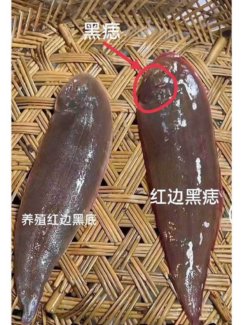 潮汕所說的龍魚是什么魚