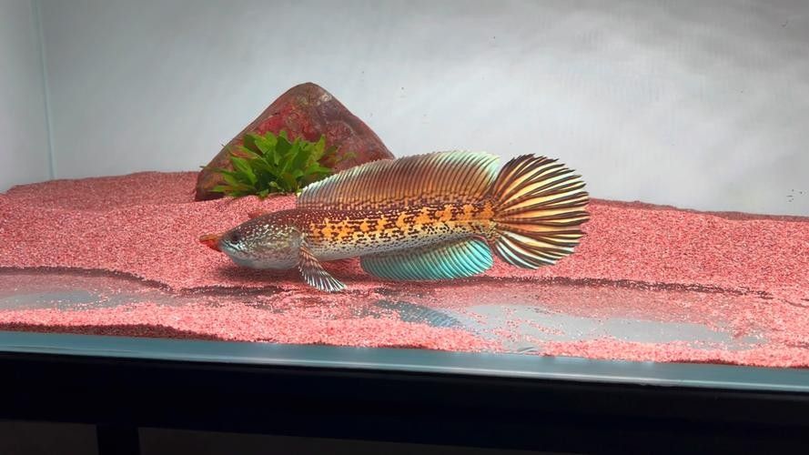 龍魚有冷水的品種嗎圖片大全
