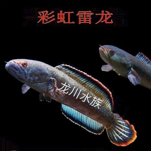 龍魚有冷水的品種嗎圖片大全