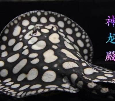 北京回收龍魚:北京龍魚回收價格 龍魚百科 第2張 北京回收龍魚:北京龍魚回收價格 北京回收龍魚:北京龍魚回收價格 龍魚百科 第2張