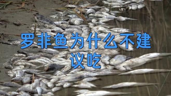 羅非魚為何要盡量少吃