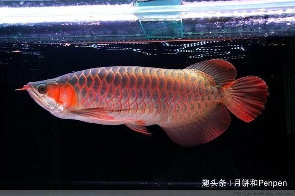 挑選龍魚的五大要點有哪些，如何判斷龍魚品種優劣？ 挑選龍魚的五大要點有哪些，如何判斷龍魚品種優劣？ 龍魚百科 第1張