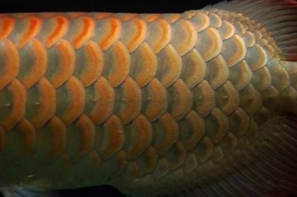 挑選龍魚的五大要點有哪些，如何判斷龍魚品種優劣？ 挑選龍魚的五大要點有哪些，如何判斷龍魚品種優劣？ 龍魚百科 第2張