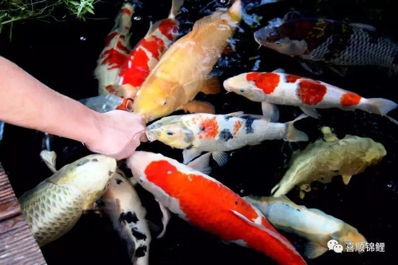 龍魚交叉感染最簡單三個步驟