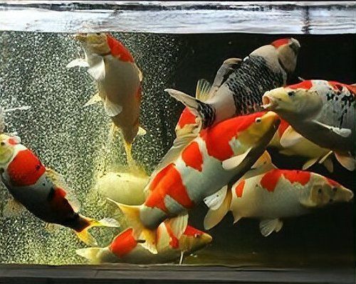 龍魚交叉感染最簡(jiǎn)單三個(gè)步驟