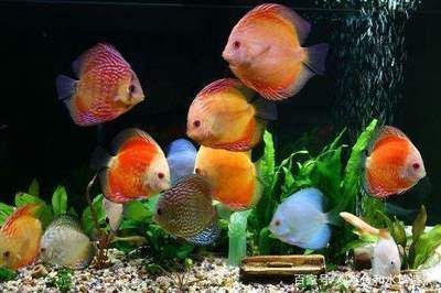 森森魚缸燈光怎么設置視頻（如何調節魚缸燈光亮度）