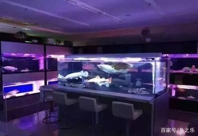 巨型龍魚擺件怎么擺：巨型龍魚擺件怎么擺放巨型龍魚擺件擺放指南
