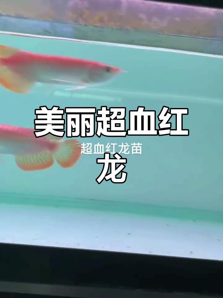 血紅龍魚(yú)幼魚(yú)視頻 血紅龍魚(yú)幼魚(yú)視頻 龍魚(yú)百科 第1張