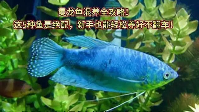 曼龍魚混養的最佳搭配有哪些？