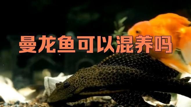 曼龍魚混養的最佳搭配有哪些？