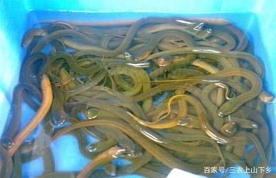 寶石魚苗混養(yǎng)風(fēng)險(xiǎn)分析：寶石魚苗混養(yǎng)的風(fēng)險(xiǎn)分析 寶石魚苗混養(yǎng)風(fēng)險(xiǎn)分析：寶石魚苗混養(yǎng)的風(fēng)險(xiǎn)分析 龍魚百科 第2張