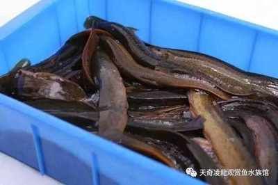 龍魚的藥用功效和作用禁忌：青龍魚養殖技術