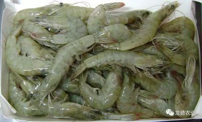 龍魚的藥用功效和作用禁忌：青龍魚養殖技術