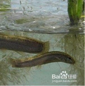 龍魚的藥用功效和作用禁忌：青龍魚養(yǎng)殖技術(shù)
