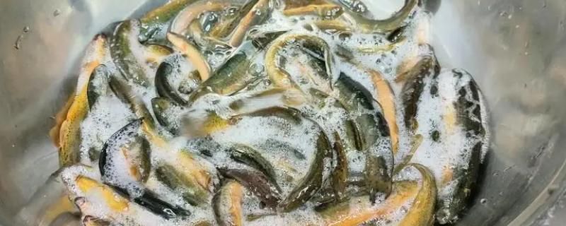 龍魚的藥用功效和作用禁忌：青龍魚養(yǎng)殖技術(shù)